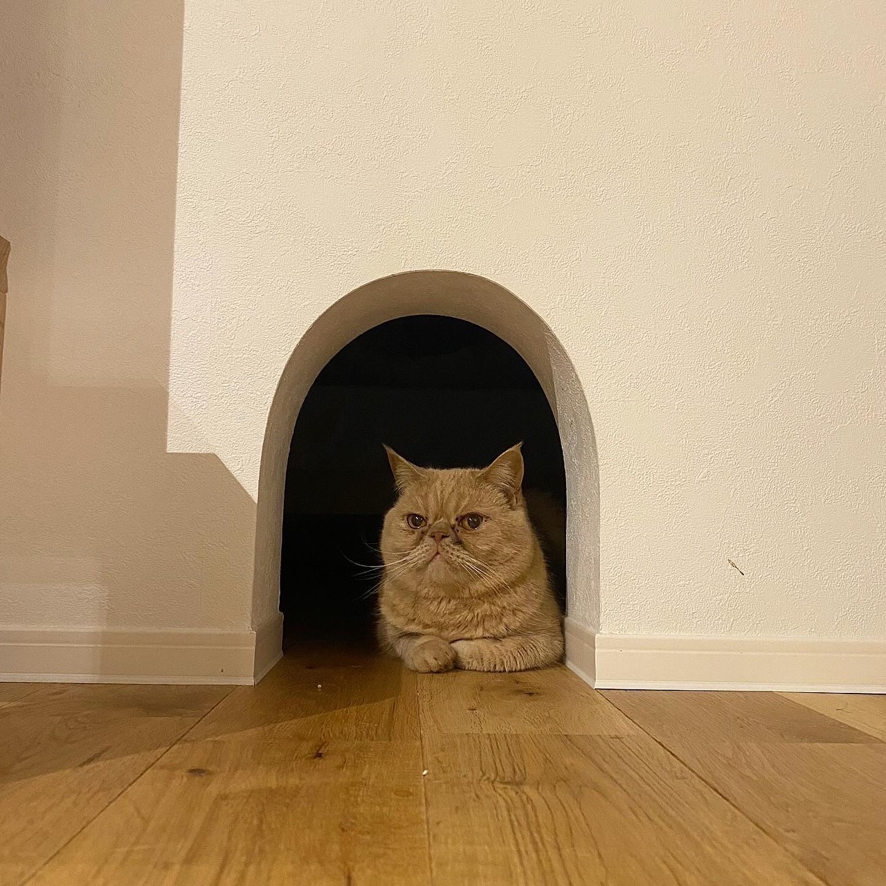 愛される家、猫との日常。