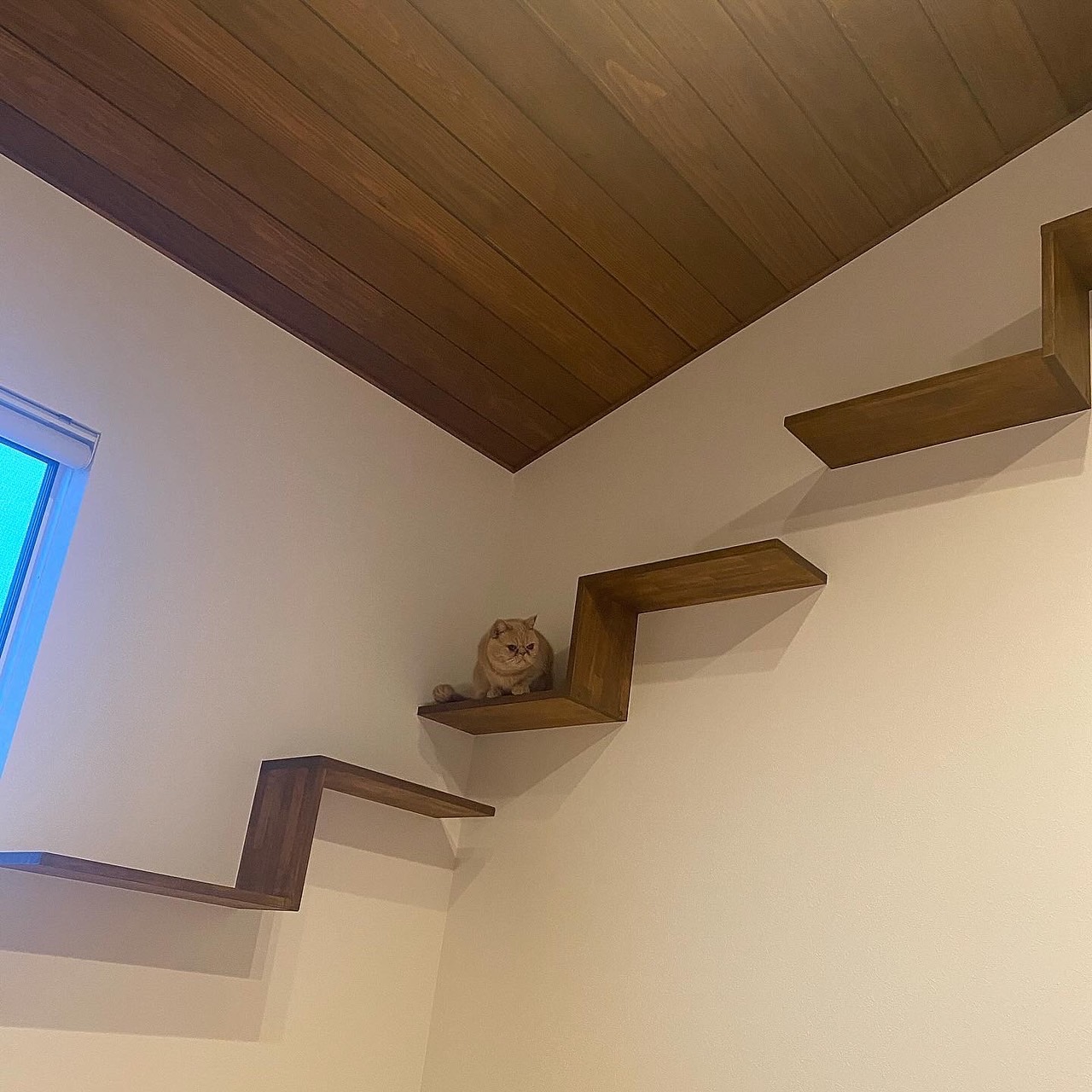 愛される家、猫との日常。