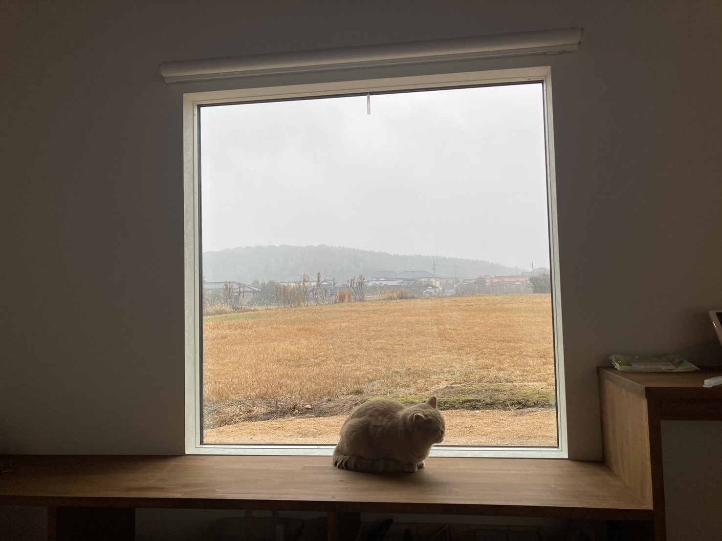 愛される家、猫との日常。